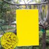 20 Count Dual Yellow Sticky Traps